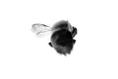 EmmanuelCollege_MollieSalamon_Pollinator-4